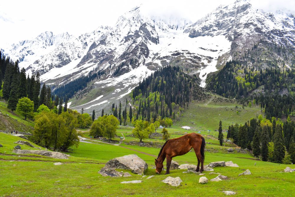 Kashmir 5D4N Package